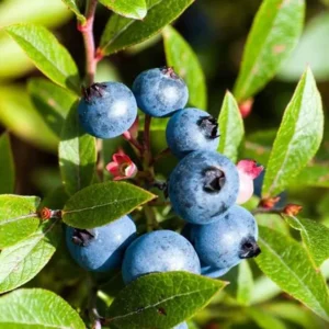 Live Blueberry Plant - 5-12