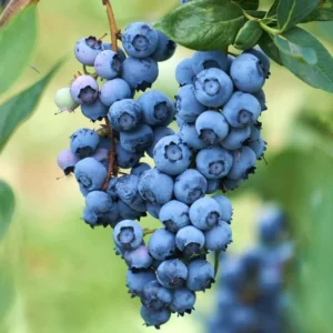 Live Blueberry Plant - 5-12