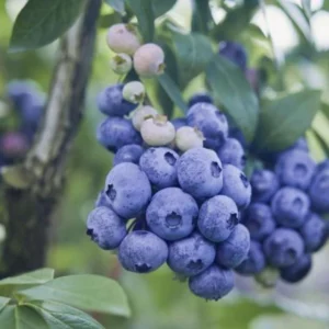 Live Blueberry Plant - 5-12