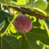 Live Fig Plant - Starter Tree - 4-7 Inches Tall - Garden Ready