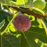 Live Fig Plant - Starter Tree - 4-7 Inches Tall - Garden Ready