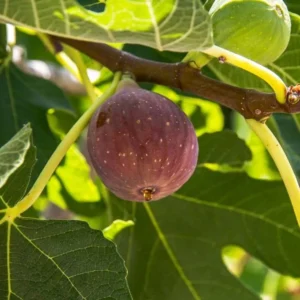 Live Fig Plant - Starter Tree - 4-7 Inches Tall - Garden Ready
