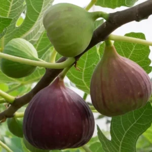 Live Fig Plant - Starter Tree - 4-7 Inches Tall - Garden Ready