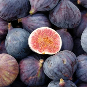 Live Fig Plant - Starter Tree - 4-7 Inches Tall - Garden Ready