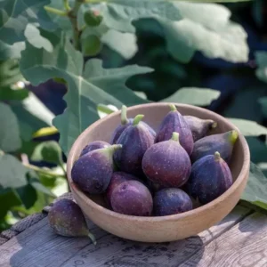 Live Fig Plant - Starter Tree - 4-7 Inches Tall - Garden Ready