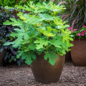 Live Fig Plant - Starter Tree - 4-7 Inches Tall - Garden Ready
