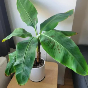 Zebrina Banana Plant Live - 4-6 Inch Rooted Banana Tree for Gardens