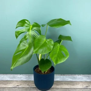 Monstera Swiss Cheese Plant Set - Live Plants - 4 Inch Pots - Indoor/Outdoor