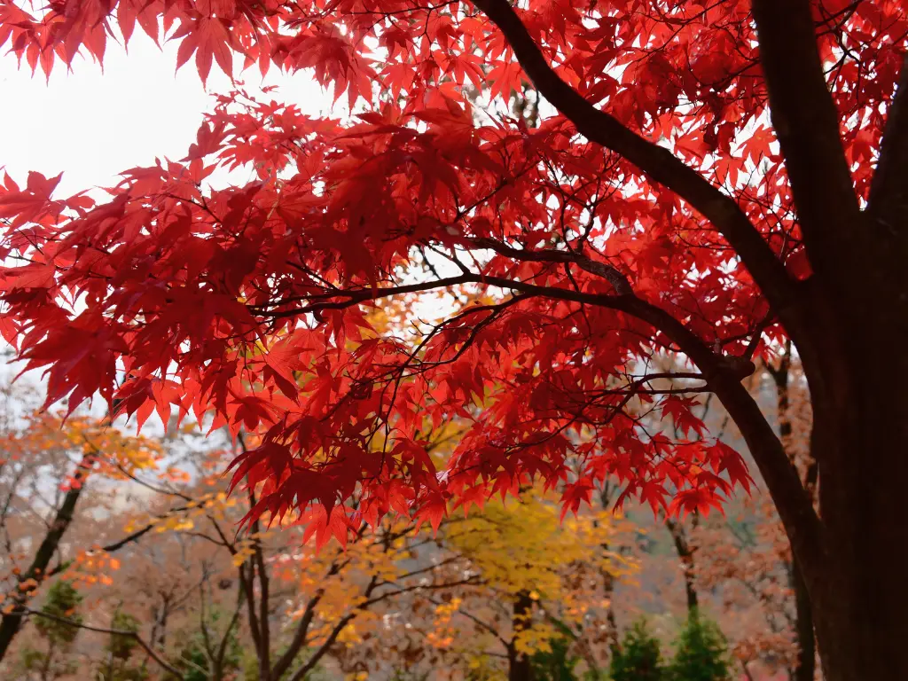 most colorful fall trees - maple trees