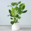 Monstera Deliciosa 2 Pack Live Plant - 4 Inch Bareroot Indoor Planting