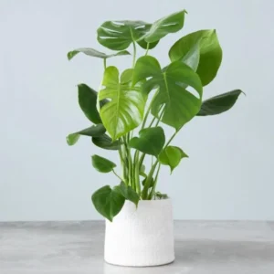 Monstera Deliciosa 2 Pack Live Plant - 4 Inch Bareroot Indoor Planting