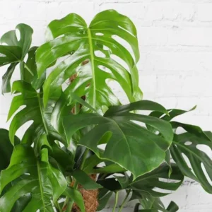 Monstera Deliciosa 2 Pack Live Plant - 4 Inch Bareroot Indoor Planting