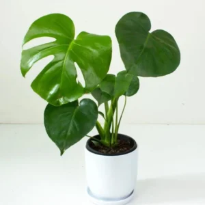 Monstera Deliciosa 2 Pack Live Plant - 4 Inch Bareroot Indoor Planting