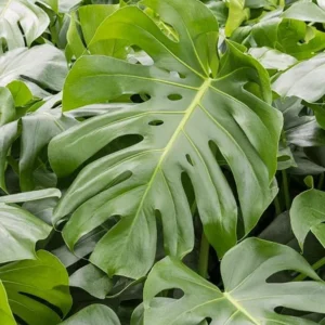 Monstera Deliciosa 2 Pack Live Plant - 4 Inch Bareroot Indoor Planting