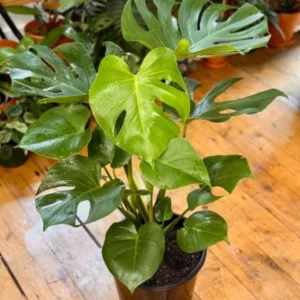 Monstera Deliciosa 2 Pack Live Plant - 4 Inch Bareroot Indoor Planting