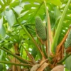 Monstera Deliciosa Live Plant 4-6 Inch Tall - Indoor Tropical Beauty