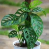 Monstera Swiss Cheese Plant Set - Live Adansonii Narrow Leaf Plants - 4 Inch Pots