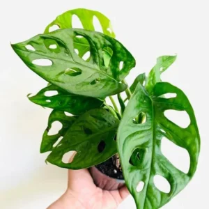 Monstera Swiss Cheese Plant Set - Live Adansonii Narrow Leaf Plants - 4 Inch Pots