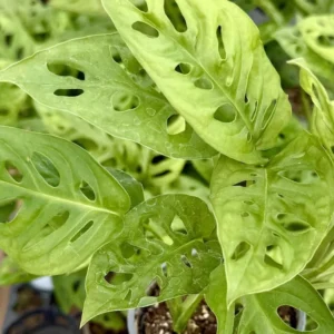 Monstera Swiss Cheese Plant Set - Live Adansonii Narrow Leaf Plants - 4 Inch Pots