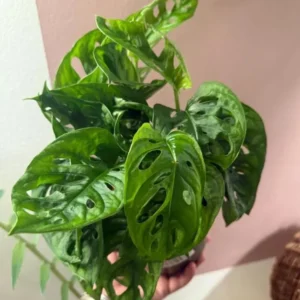 Monstera Swiss Cheese Plant Set - Live Adansonii Narrow Leaf Plants - 4 Inch Pots