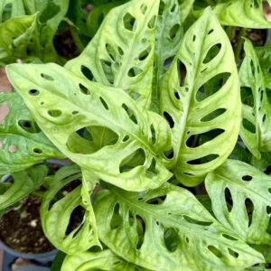 Monstera Swiss Cheese Plant Set - Live Adansonii Narrow Leaf Plants - 4 Inch Pots