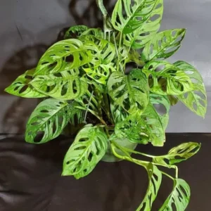 Monstera Swiss Cheese Plant Set - Live Adansonii Narrow Leaf Plants - 4 Inch Pots