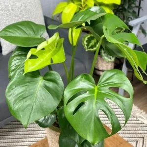 Monstera Swiss Cheese Plant Set - Live Plants - 4 Inch Pots - Indoor/Outdoor