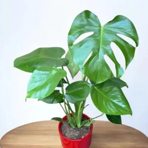 Monstera Swiss Cheese Plant Set - Live Plants - 4 Inch Pots - Indoor/Outdoor