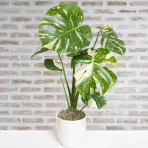 Monstera Thai Constellation Live Plant 4-6 Inch Variegated