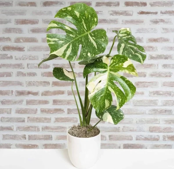 Monstera Thai Constellation Live Plant 4-6 Inch Variegated
