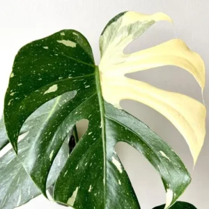 Monstera Thai Constellation Live Plant 4-6 Inch Variegated