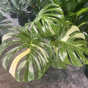 Monstera Thai Constellation Live Plant 4-6 Inch Variegated