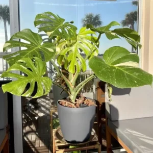 Monstera Thai Constellation Live Plant 4-6 Inch Variegated