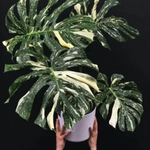 Monstera Thai Constellation Live Plant 4-6 Inch Variegated