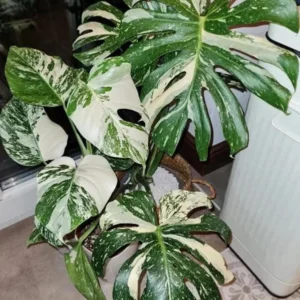 Monstera Thai Constellation Live Plant 4-6 Inch Variegated