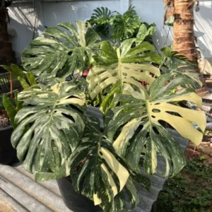 Monstera Thai Constellation Live Plant 4-6 Inch Variegated