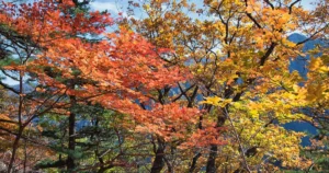 Most Colorful Fall Trees for Stunning Autumn Foliage