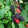 Navaho Thornless Blackberry Plants - 2 Live Bushes Ready to Plant