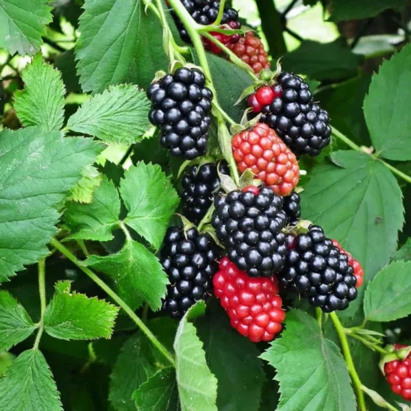 Navaho Thornless Blackberry Plants - 2 Live Bushes Ready to Plant