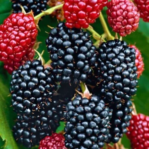 Navaho Thornless Blackberry Plants - 2 Live Bushes Ready to Plant
