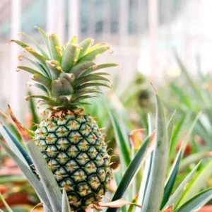 Sugarloaf Pineapple Plant - Live Fruit Tree - 4-6 Inch - Sweet Variety