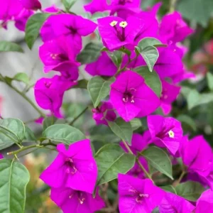 Purple Bougainvillea Flower Plants - Live Elizabeth Angus Bougainvilleas - 4-6 Inches - Pack of 2
