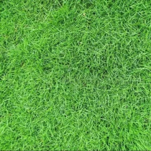 Zoysia Grass Seeds - Zoysia Japonica Ornamental Lawn Seed 1000 Count