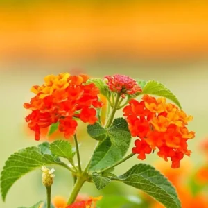 Orange Lantana Live Plants Set - Trailing Outdoor Plants 6-8 Inch