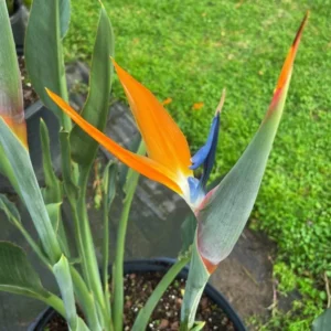 Orange Bird of Paradise Plant - 2 Live Plants 4-7