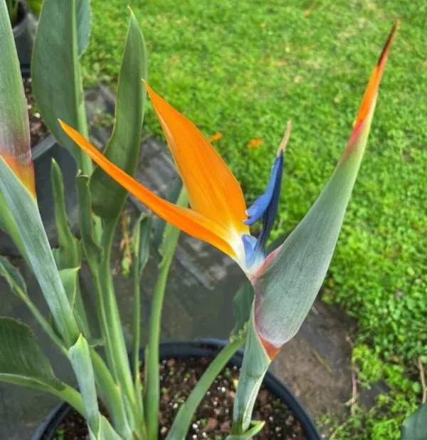 Orange Bird of Paradise Plant - 2 Live Plants 4-7" Tall - No Pot