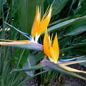 Orange Bird of Paradise Plant - 2 Live Plants 4-7" Tall - No Pot
