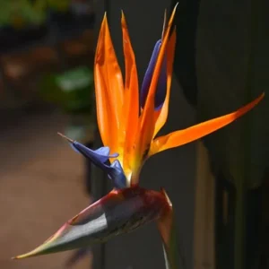 Orange Bird of Paradise Plant - 2 Live Plants 4-7