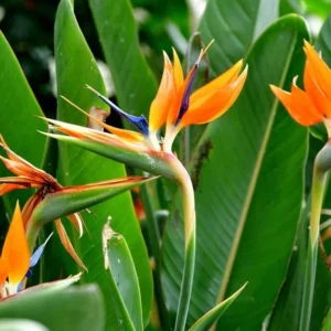 Orange Bird of Paradise Plant - 2 Live Plants 4-7