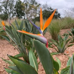 Orange Bird of Paradise Plant - 2 Live Plants 4-7